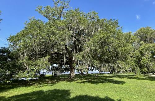 Lakefront Tree