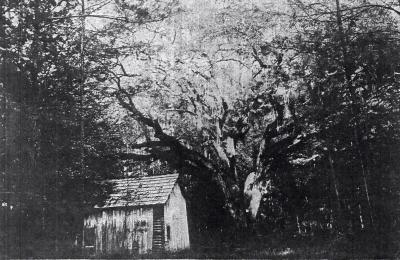 Kildara (Cabin in the Oak)